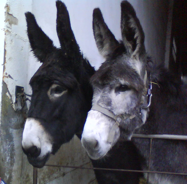 Burros