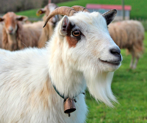 Chivo