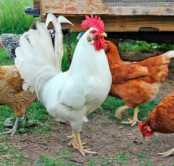 Gallo