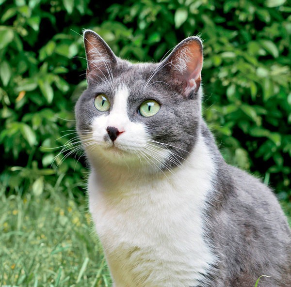 Gato