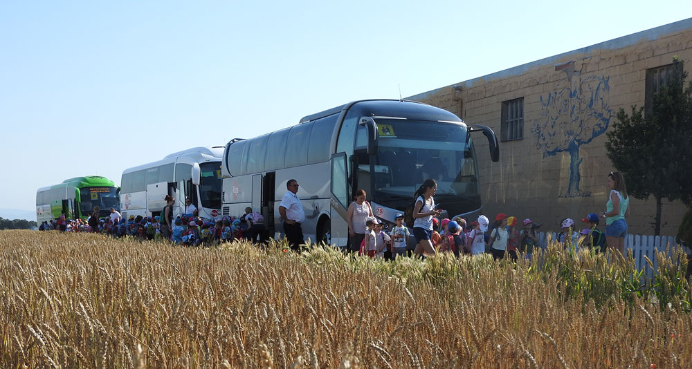 Llegada de autobuses a la granja