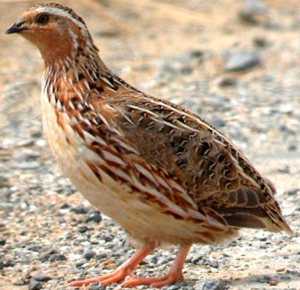 Codorniz común