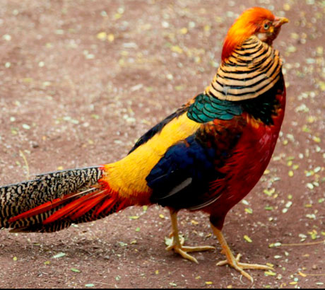 Faisán dorado