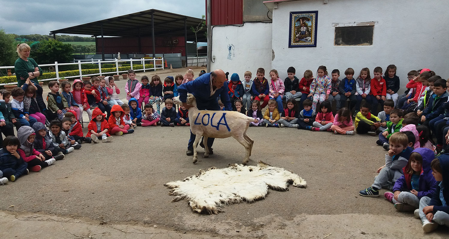 Oveja Lola