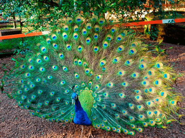 Pavo Real