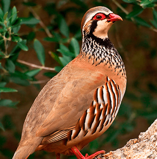 Perdiz roja